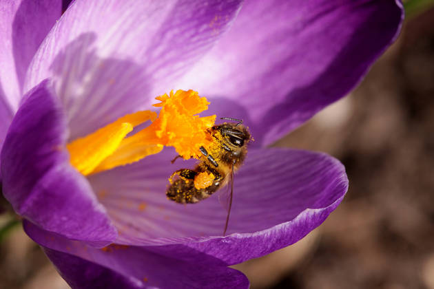 Bijen in de Moestuin?