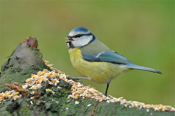 Voeder de vogels de winter door!