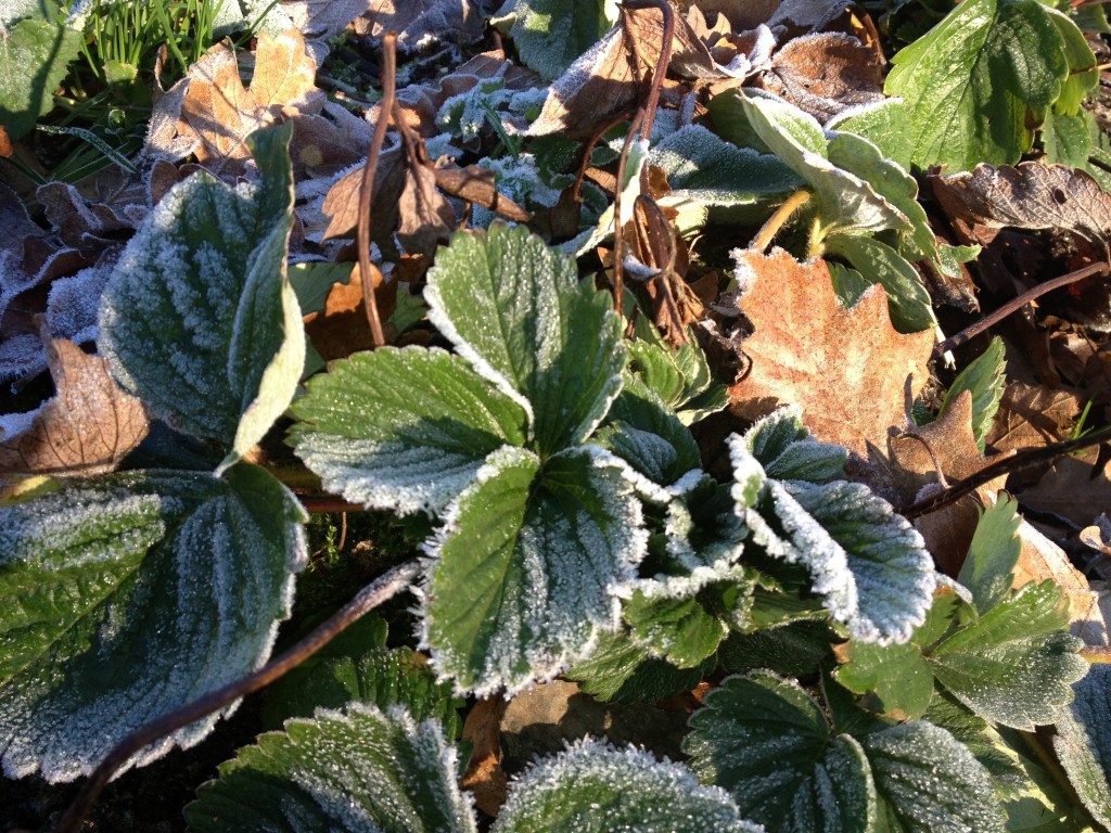 Vrieskou in de moestuin