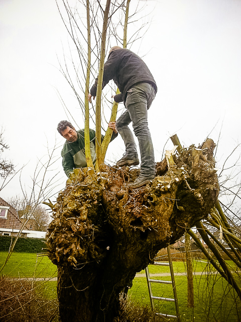 Project Wilgetenen verwerken, a.s. zaterdag 13.30 uur in de moestuin