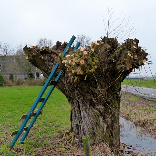 Project Wilgetenen Snoeien voor de tuin: 14 en 21 febr om 10:00 uur