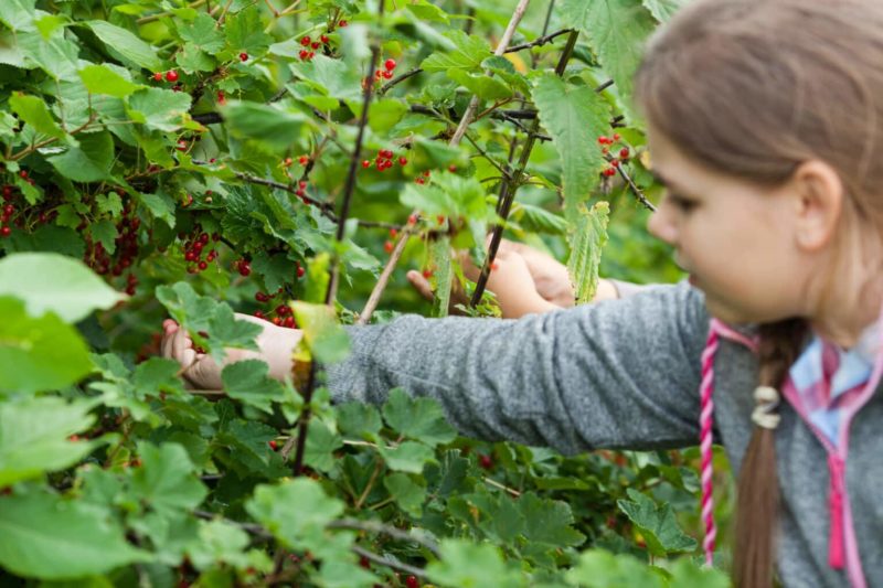 Schoolpleinen kunnen groener