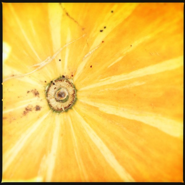 De moestuin op z’n mooist na alle regen